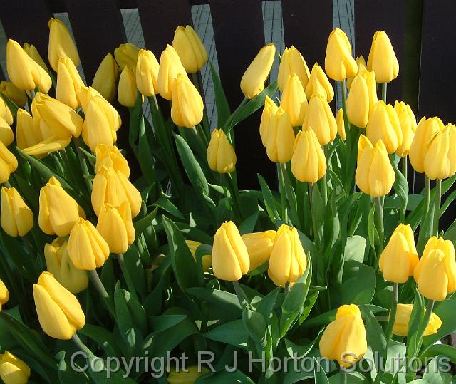 Tulip Yellow_2